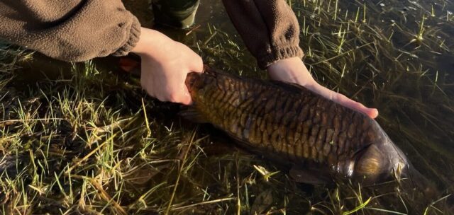carp
