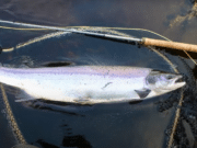Magic number 7, a memorable morning of spring salmon fishing