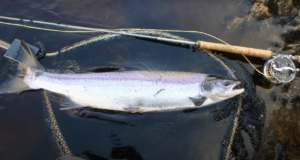 Magic number 7, a memorable morning of spring salmon fishing