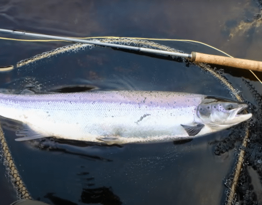 Magic number 7, a memorable morning of spring salmon fishing