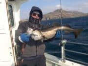 Some more cod and good pollack caught in Donegal Bay