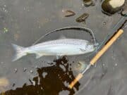 Emmet Brown catches first salmon of the season on the Glenmore Rivers Fishery in Donegal