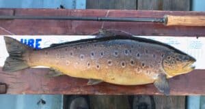 Fine Mask trout the perfect tonic after spell under the weather