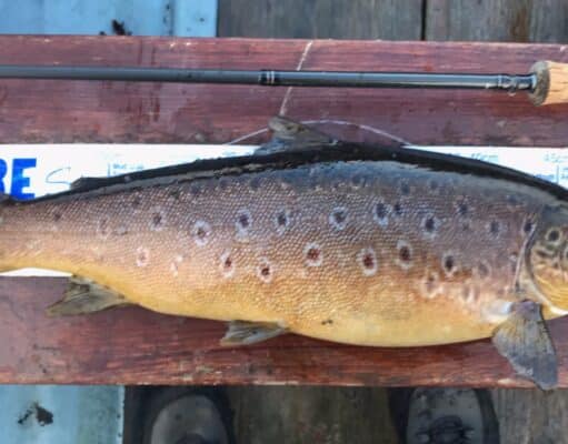 Fine Mask trout the perfect tonic after spell under the weather