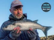 Mullet on fly a Angling Adventure in West Cork mullet