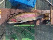Great buzzer fishing for big ‘bows on Annagh Lake