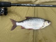 Roach, hybrids and perch from an angry Barrow at the weekend Roach