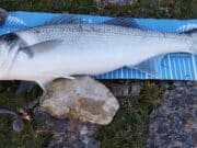 A few decent bass caught on the Waterford coast over the Easter period
