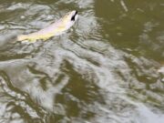 Getting a bit done despite the weather trout