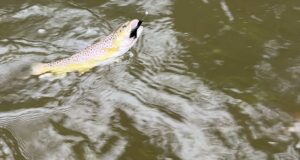 Getting a bit done despite the weather trout