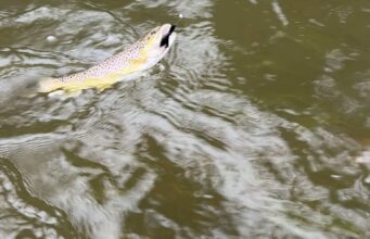 Getting a bit done despite the weather trout
