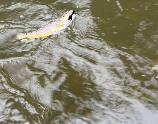 Getting a bit done despite the weather trout
