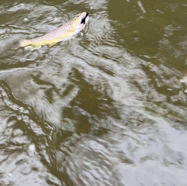 trout