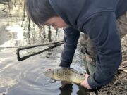 Coffee spurs Carp into action for Anthony O’Neill