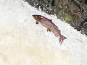 78 rivers open for Salmon Angling in 2025