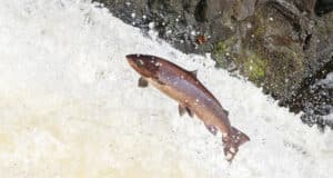 78 rivers open for Salmon Angling in 2025
