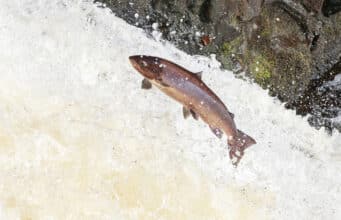 78 rivers open for Salmon Angling in 2025