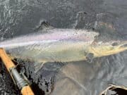 Some nice spring salmon from the Finn since opening day