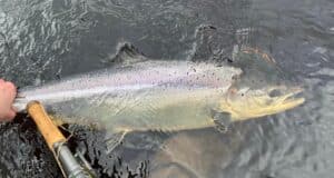 Some nice spring salmon from the Finn since opening day