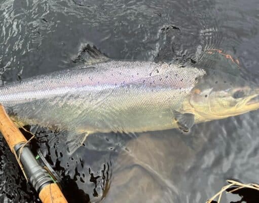 Some nice spring salmon from the Finn since opening day