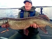 Pike anglers getting a few 100cm plus pike on Derg pike