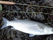 Good mullet on fly before Kathleen hit West Cork mullet on fly