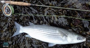 mullet on fly