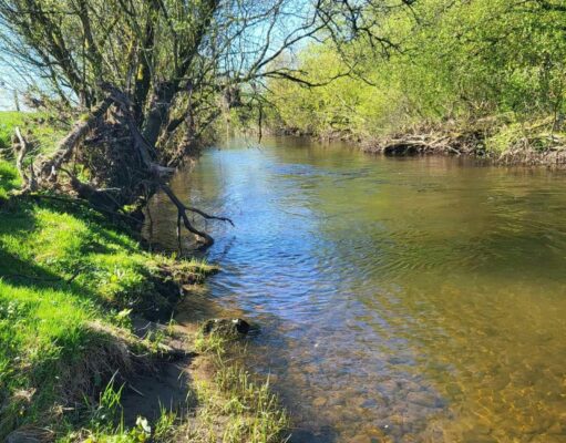 Fine fish feature at Deel and Boyne anglers competition