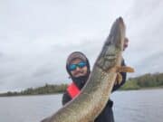 198 Pike for French Anglers at Melview Fishing Lodge in Longford Julien with one of many.