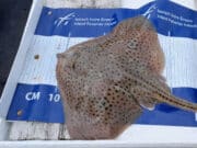 13 Species for Anglers on Pleasure Trip to Killala Bay