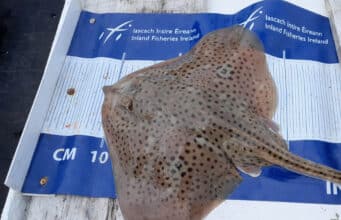 13 Species for Anglers on Pleasure Trip to Killala Bay