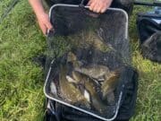 Naas anglers knock-up brings plenty of bream and tench