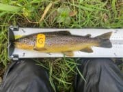 Bright sun makes tough going for North Kildare anglers