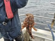 Great mixed fishing for Saoire Mara Charters