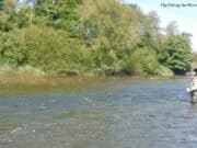 Trout, mayfly and smolts showing on the Maigue MAigue