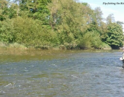 Trout, mayfly and smolts showing on the Maigue MAigue