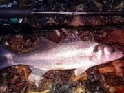 Bass biting on evening ebb in Wexford