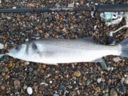 Bass shoals hitting the shore in Wexford
