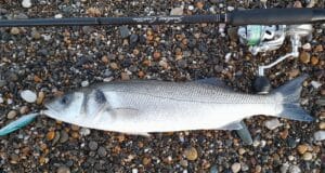 Bass shoals hitting the shore in Wexford