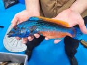 Lots of fish feeding hard in Galway Bay