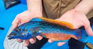 Lots of fish feeding hard in Galway Bay