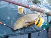 Loads of fishing around Lanesborough, but not many anglers about 4lb tench on vintage tackle