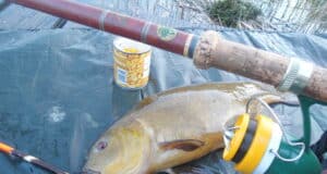 4lb tench on vintage tackle