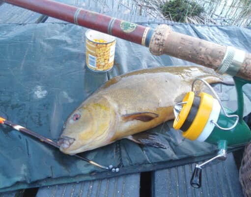 4lb tench on vintage tackle