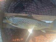 Dry mayflies working well on Loughs Conn & Cullin