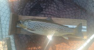Dry mayflies working well on Loughs Conn & Cullin