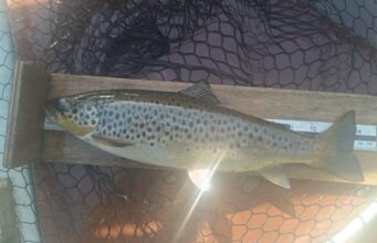 Dry mayflies working well on Loughs Conn & Cullin