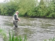 Deel fishing well with good hatch of Mayfly over weekend Bob O'Meare fishing wet-fly on a strong flowing Deel above Alta Villa bridge