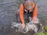 Salmon scarce on the Blackwater last week Damien Lawless 3 rd cast Thursday morning at Blackwater Salmon