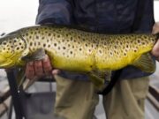 Patchy mayfly fishing on Corrib as weather plays a part